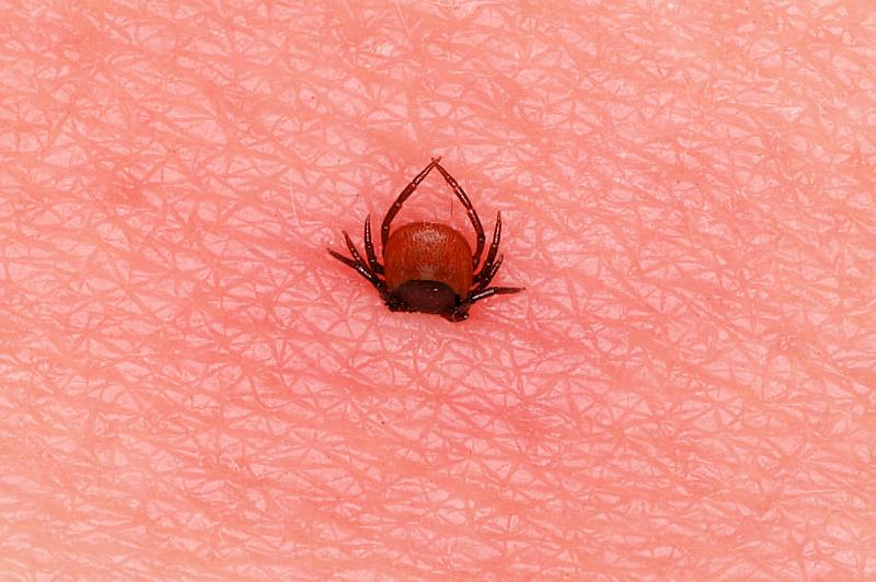 Ixodes_ricinus_D5037_Z_90_Les Gris_Frankrijk.jpg